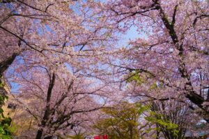 Sakura photo